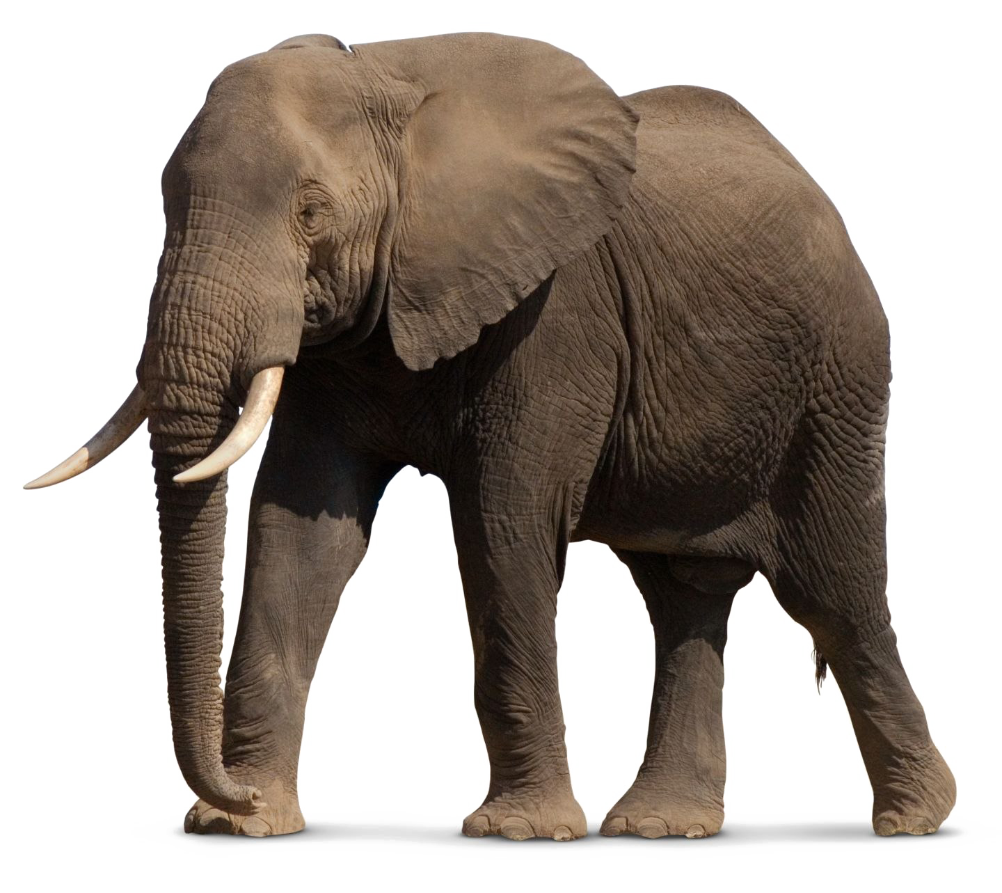 Download PNG image - African Elephant PNG File 