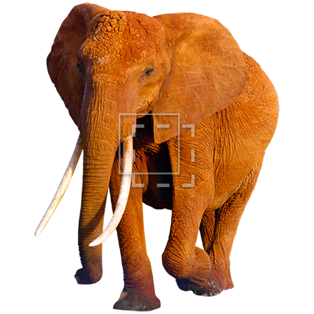 Download PNG image - African Elephant PNG HD 