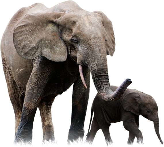 Download PNG image - African Elephant PNG Pic 