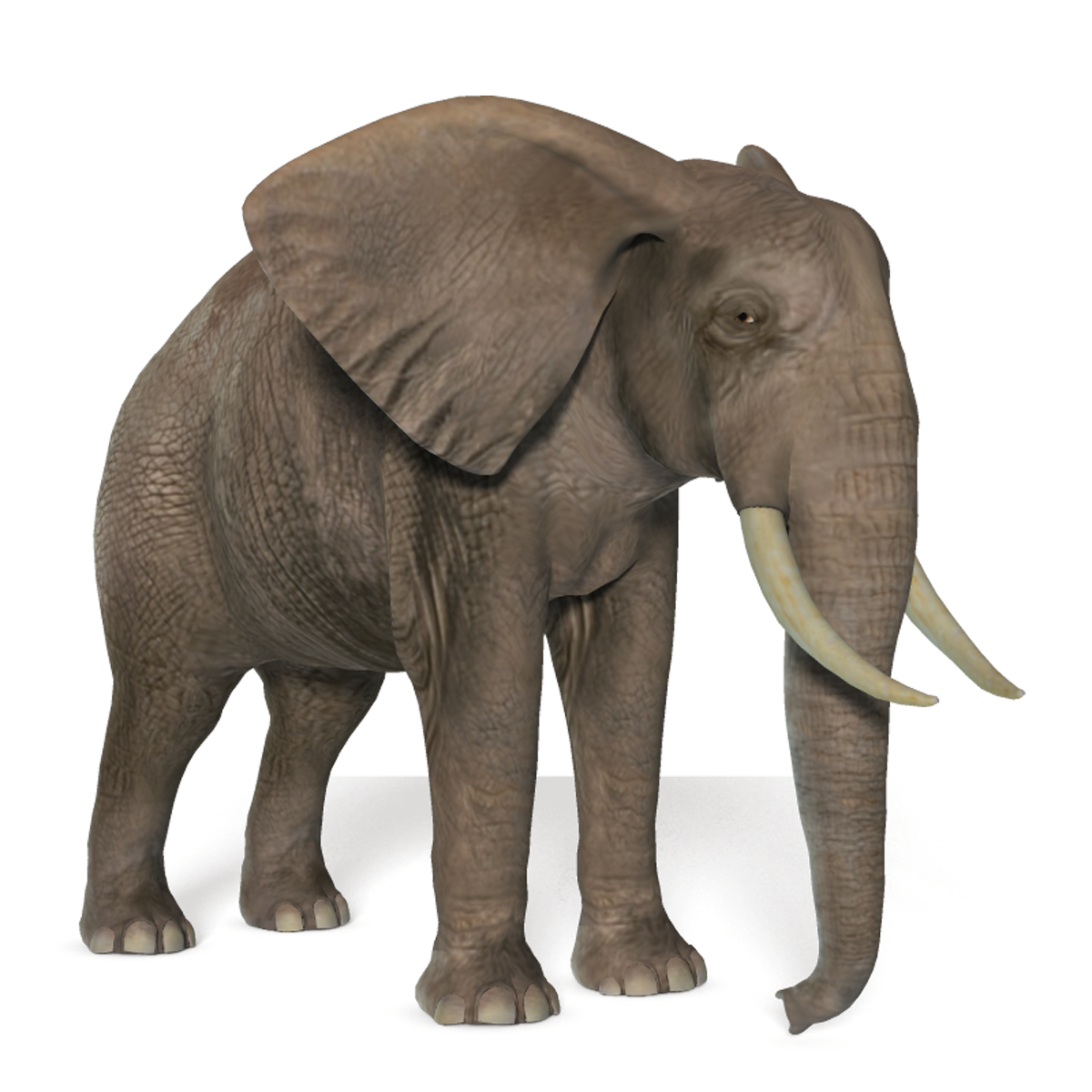 Download PNG image - African Elephant Transparent Background 