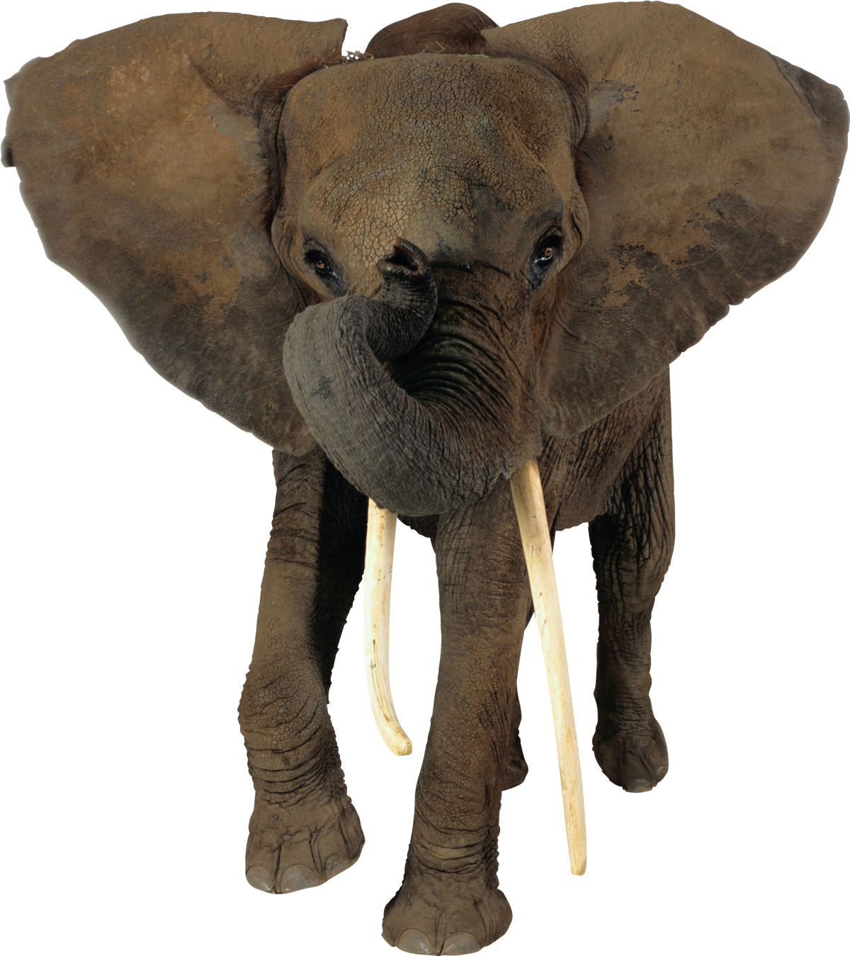 Download PNG image - African Elephant Transparent PNG 