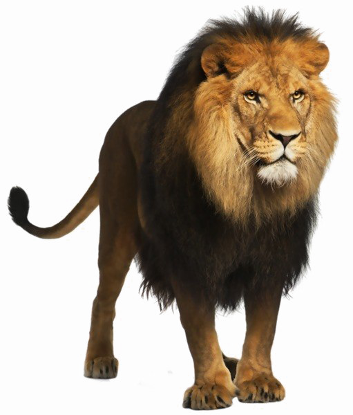 Download PNG image - African Lion PNG Clipart 