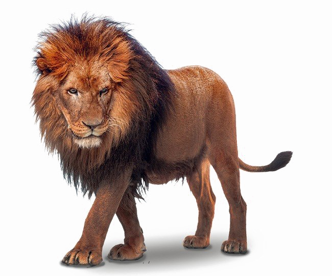 Download PNG image - African Lion PNG File 