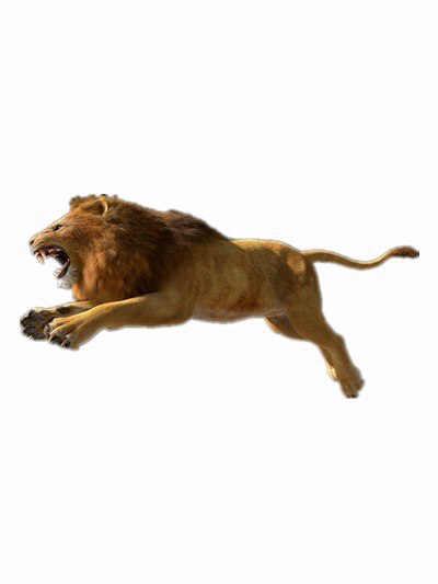 Download PNG image - African Lion PNG Photos 