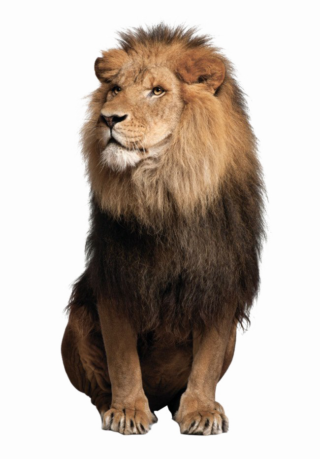 Download PNG image - African Lion PNG Pic 