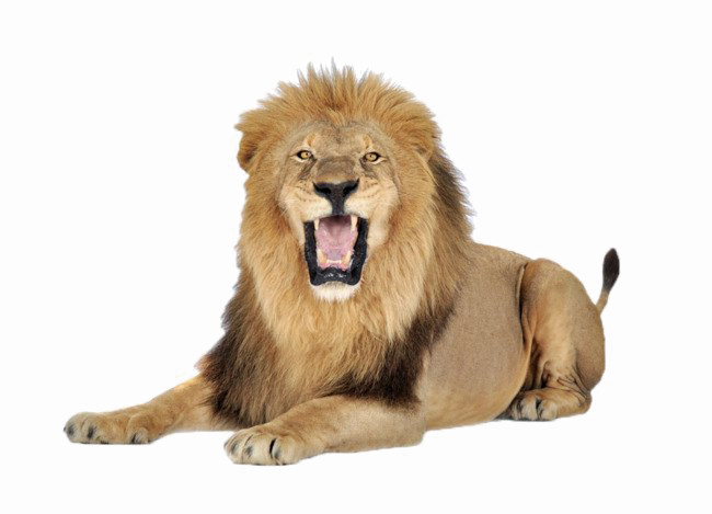 Download PNG image - African Lion PNG Transparent Image 