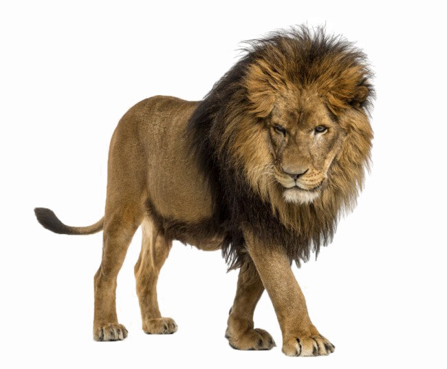 Download PNG image - African Lion Transparent Background 