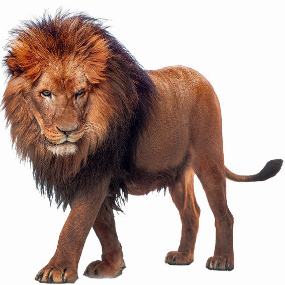 Download PNG image - African Lion Transparent PNG 