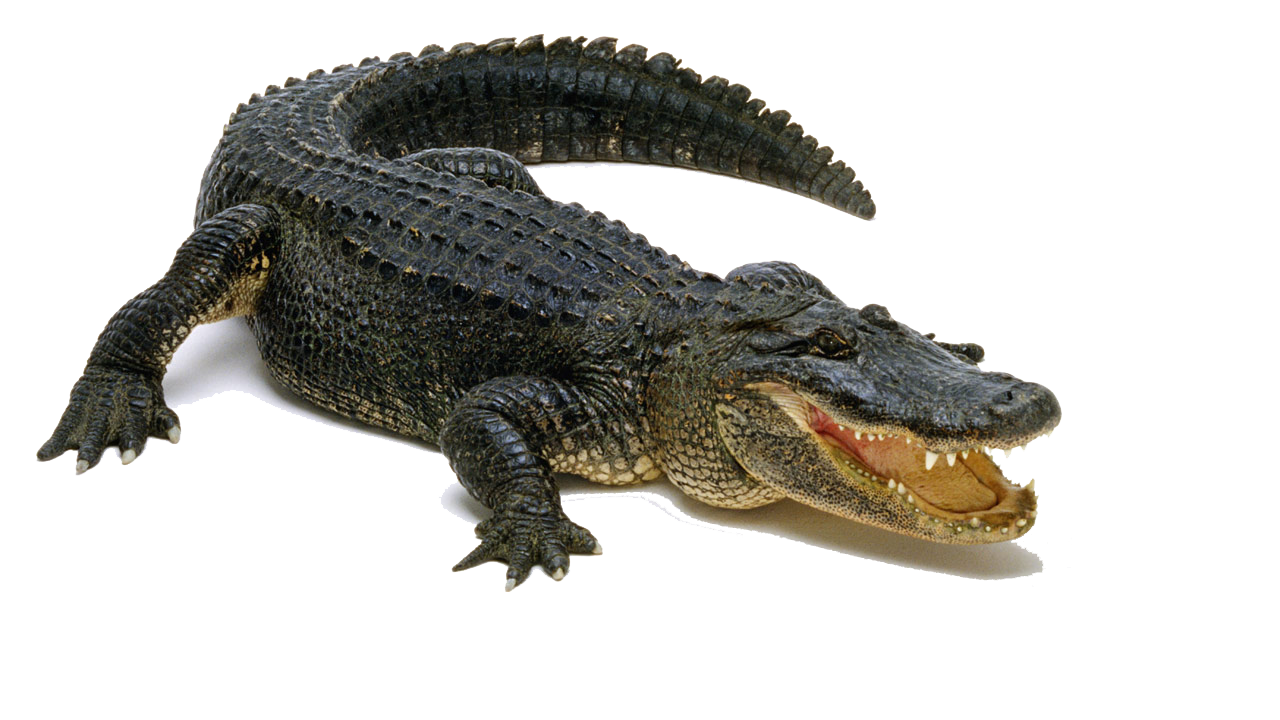 Download PNG image - Alligator PNG Pic 