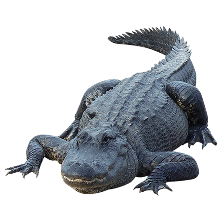 Download PNG image - Alligator PNG Picture 