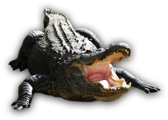 Download PNG image - Alligator PNG Transparent HD Photo 
