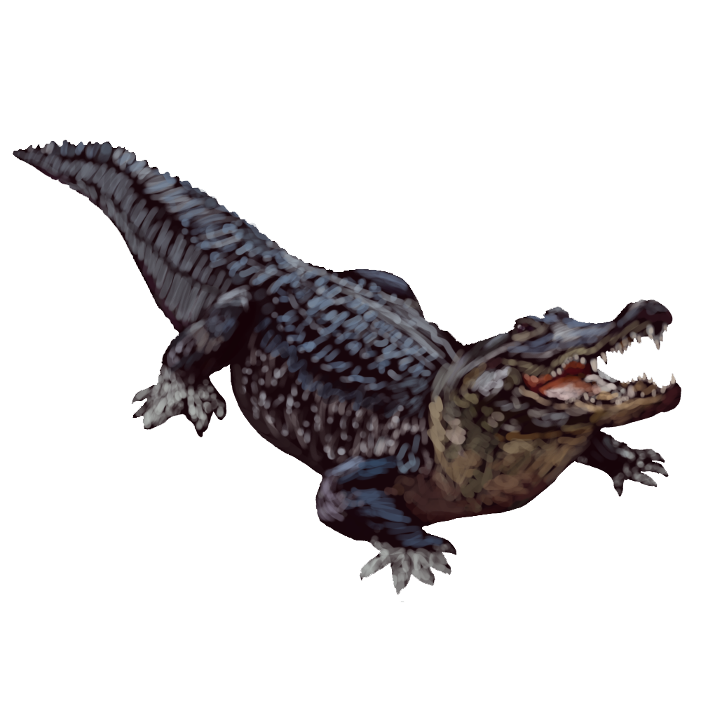 Download PNG image - Alligator Transparent Background 