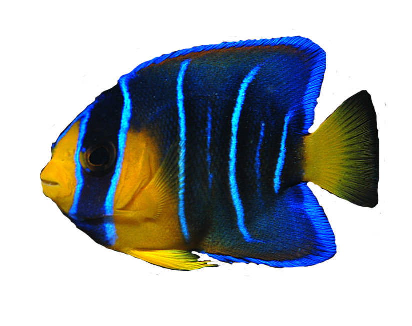Download PNG image - Angelfish Background PNG 