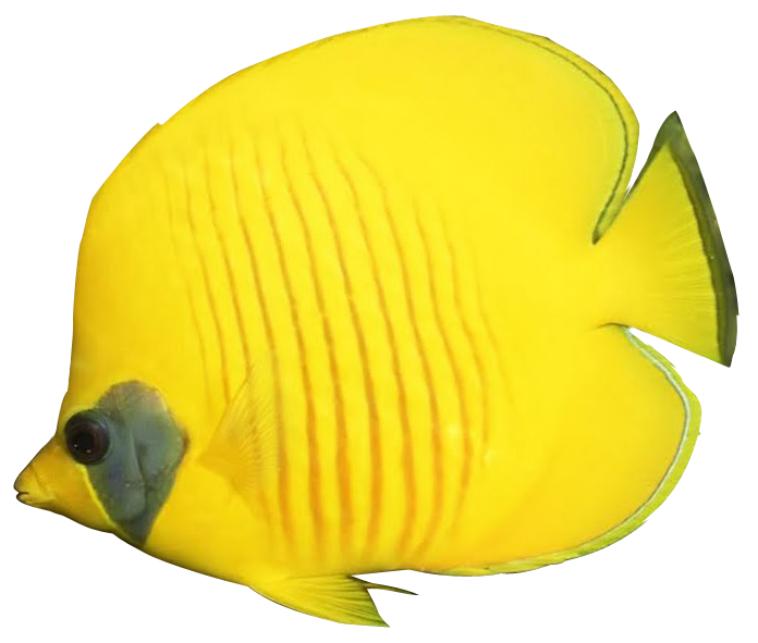 Download PNG image - Angelfish PNG Background Image 