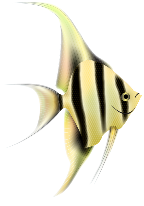 Download PNG image - Angelfish PNG Clipart 