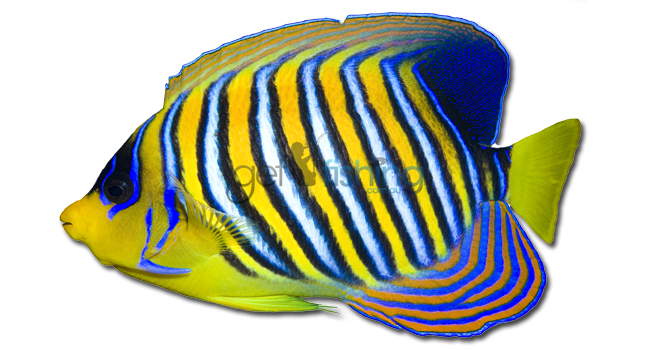Download PNG image - Angelfish PNG Transparent HD Photo 