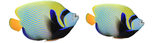 Download PNG image - Angelfish PNG Transparent 