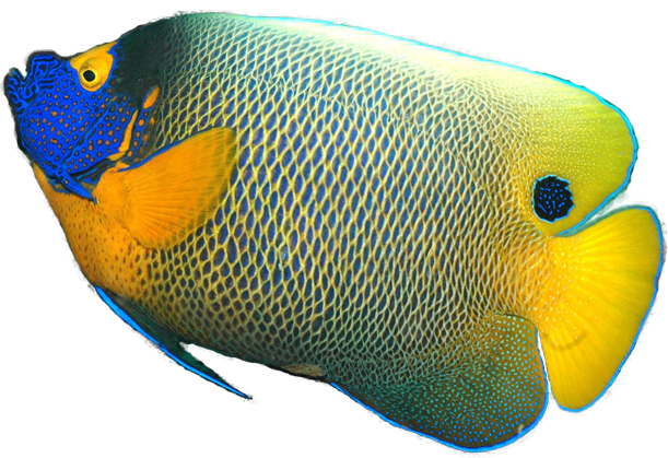 Download PNG image - Angelfish Transparent Background 