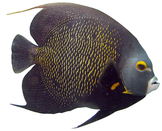 Download PNG image - Angelfish Transparent Images PNG 