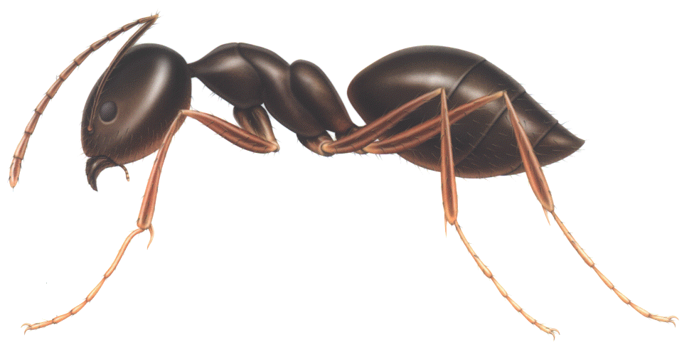 Download PNG image - Ant PNG Clipart 