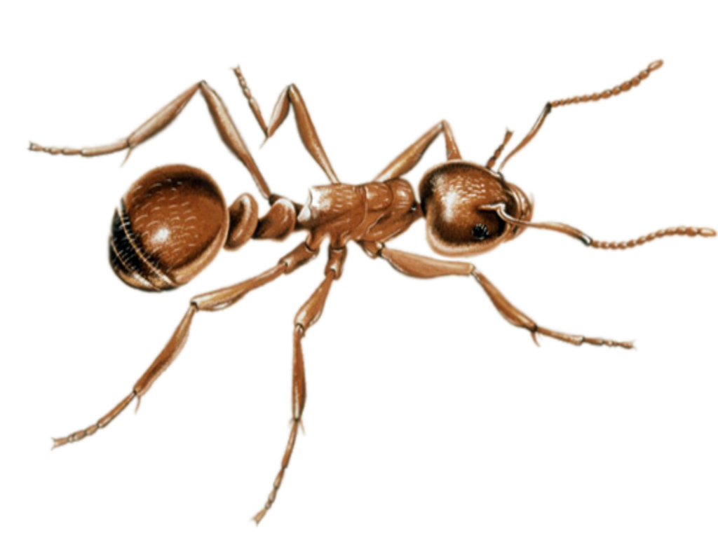 Download PNG image - Ant PNG Image 
