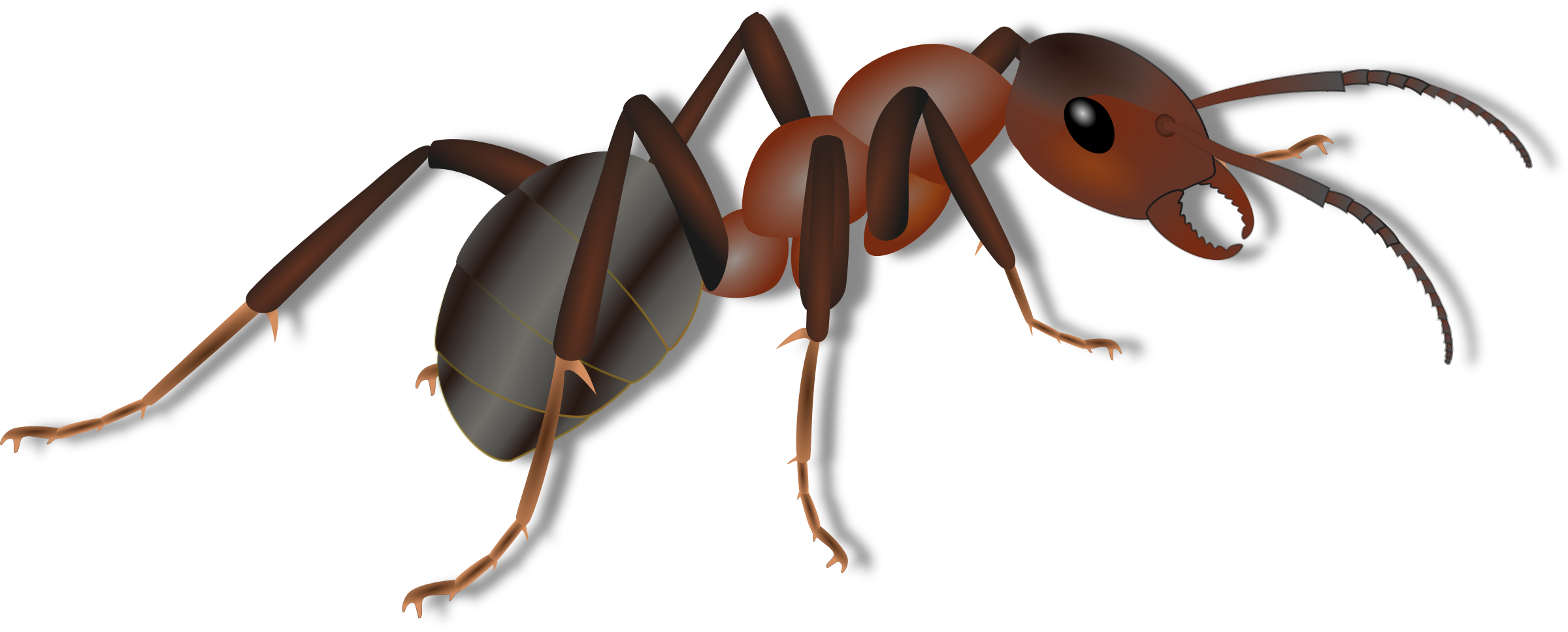Download PNG image - Ant PNG Photos 