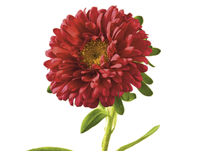 Download PNG image - Aster PNG Clipart 