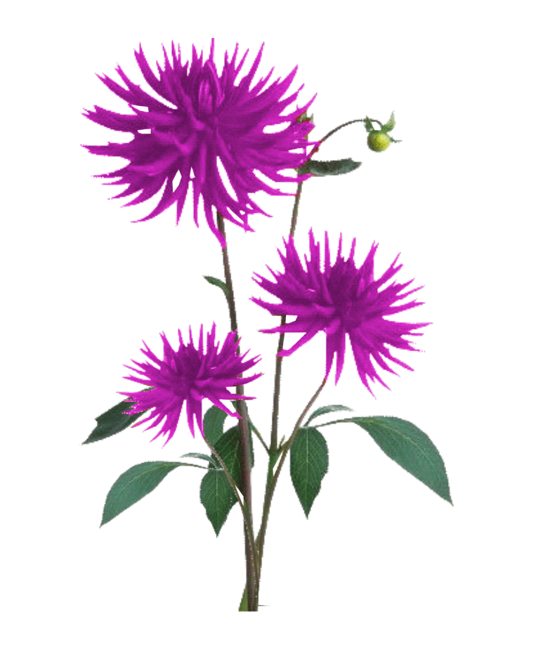 Download PNG image - Aster PNG Free Download 