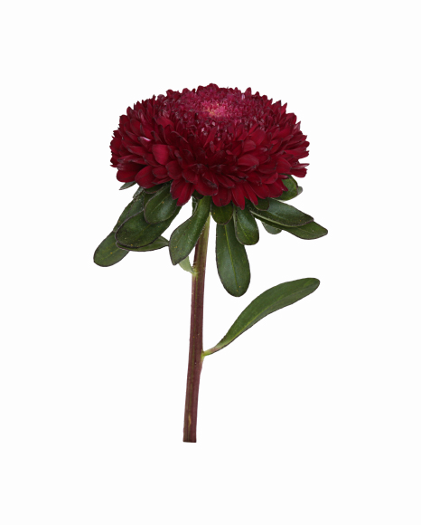 Download PNG image - Aster PNG Photos 