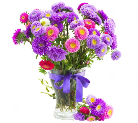 Download PNG image - Aster PNG Pic 