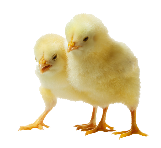 Download PNG image - Baby Chicken PNG Clipart 