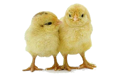 Download PNG image - Baby Chicken PNG Photos 