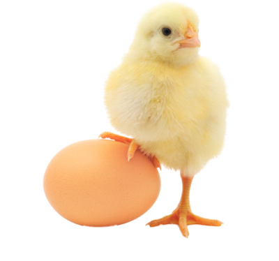 Download PNG image - Baby Chicken PNG Transparent Image 