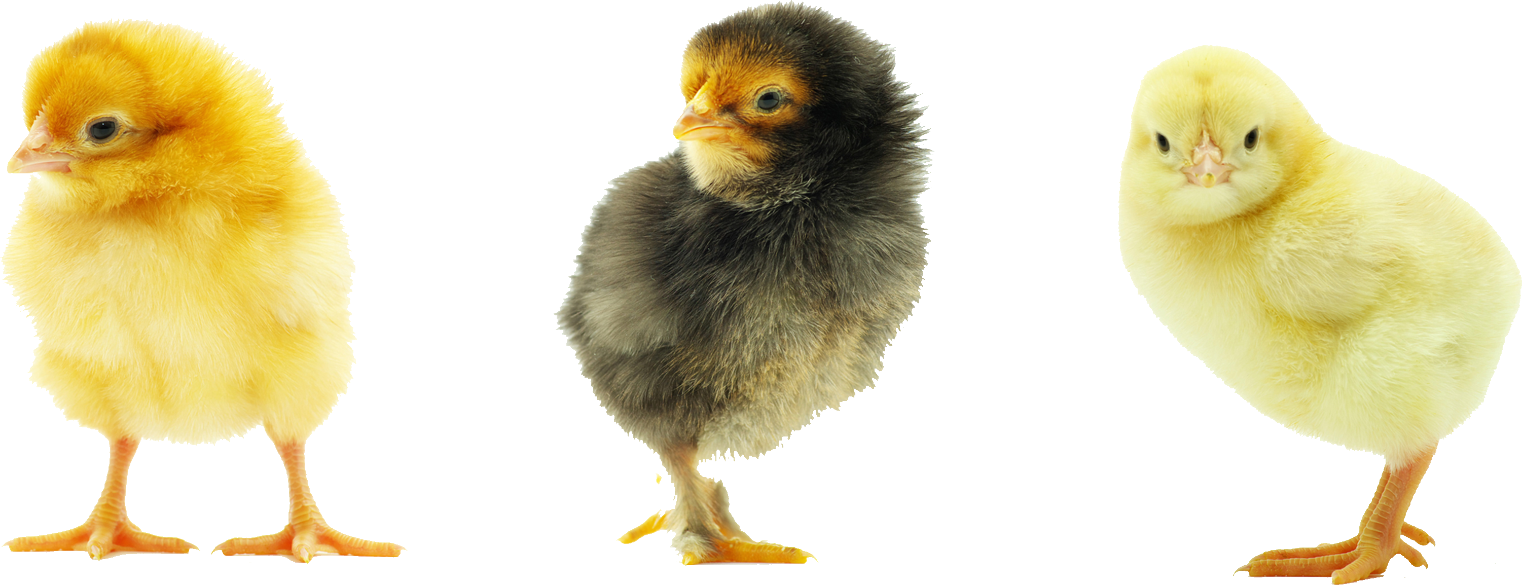 Download PNG image - Baby Chicken Transparent Background 
