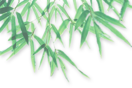 Download PNG image - Bamboo Leaf PNG Photo 