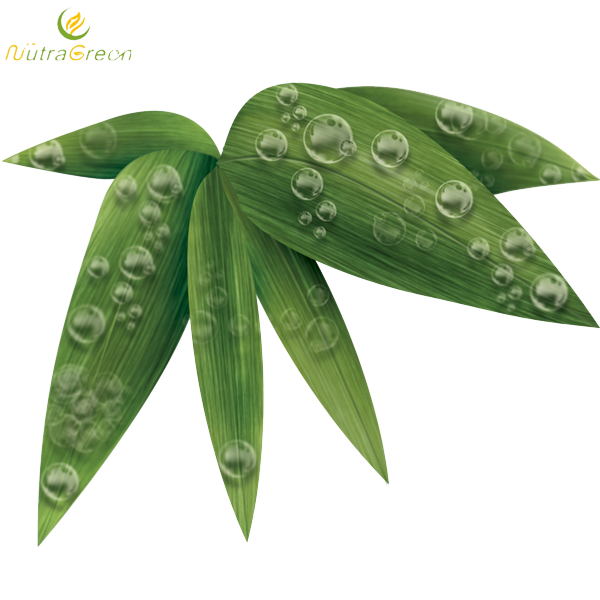 Download PNG image - Bamboo Leaf PNG Photos 