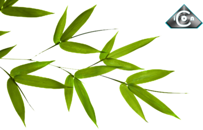 Download PNG image - Bamboo Leaf PNG Pic 