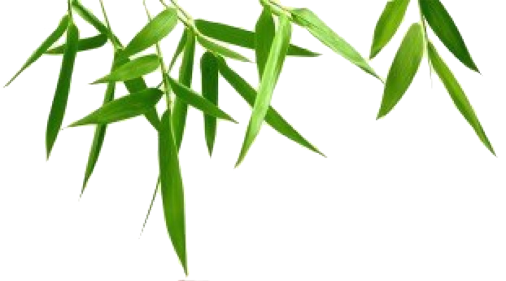 Download PNG image - Bamboo Leaf Transparent Background 