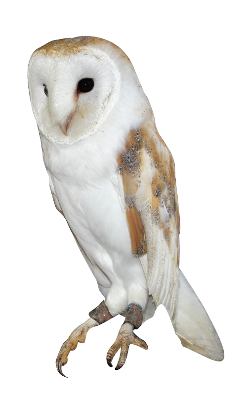 Download PNG image - Barn Owl PNG Background Image 
