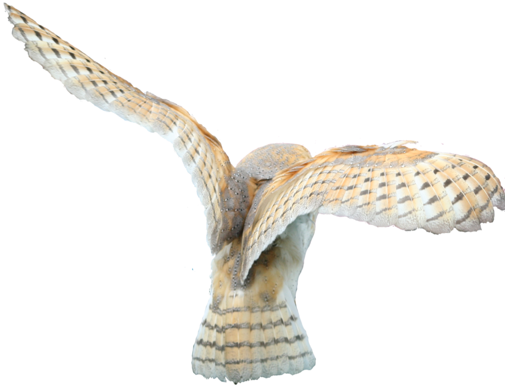 Download PNG image - Barn Owl PNG Clipart 