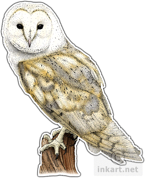 Download PNG image - Barn Owl PNG File 