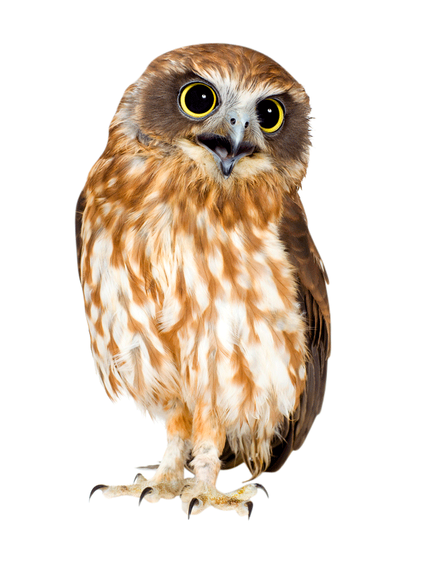 Download PNG image - Barn Owl PNG HD 