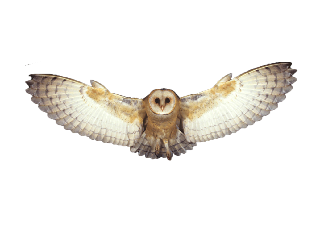 Download PNG image - Barn Owl PNG Photo 