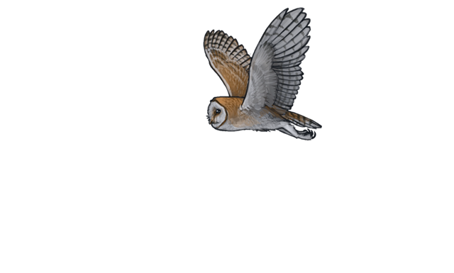 Download PNG image - Barn Owl PNG Pic 
