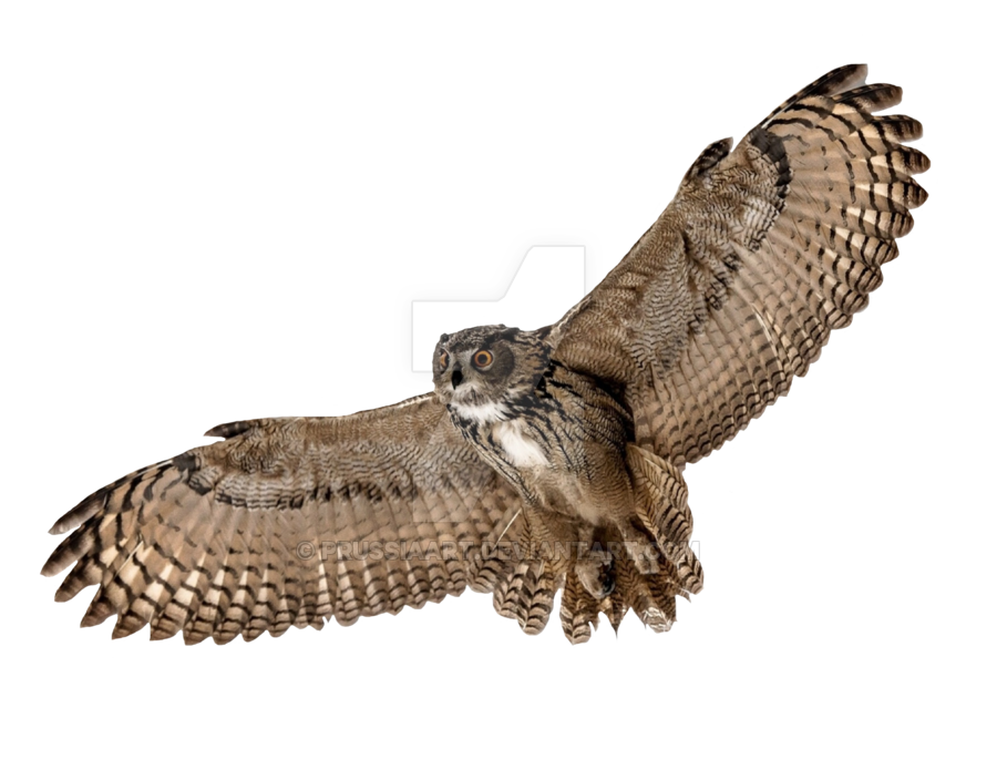 Download PNG image - Barn Owl PNG Picture 