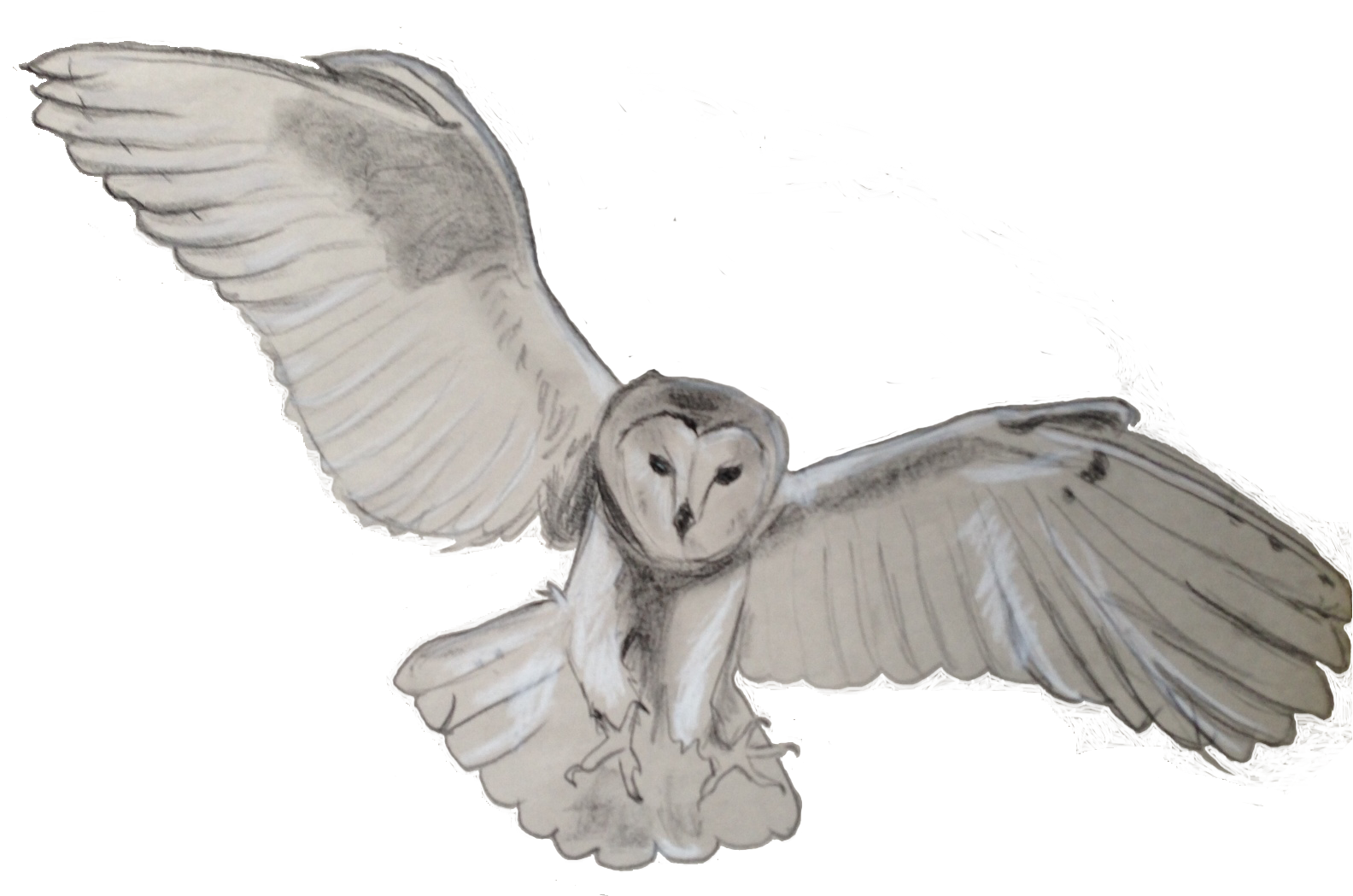 Download PNG image - Barn Owl PNG Transparent 