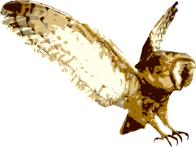 Download PNG image - Barn Owl Transparent Background 