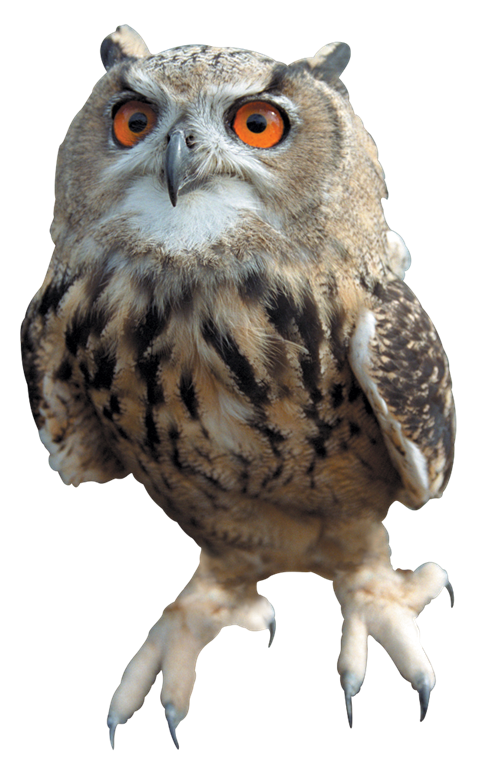 Download PNG image - Barn Owl Transparent Images PNG 
