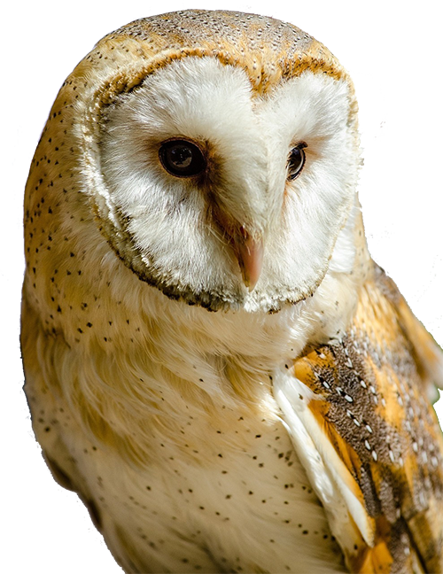 Download PNG image - Barn Owl Transparent PNG 