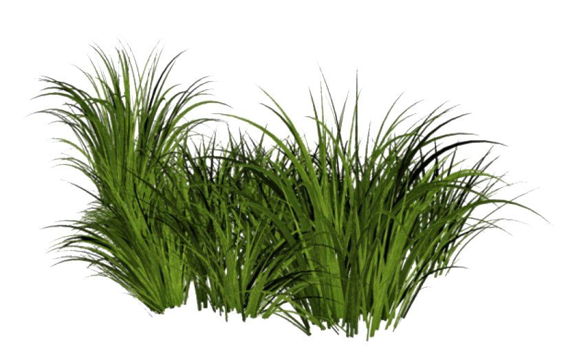 Download PNG image - Beach Grass PNG File 